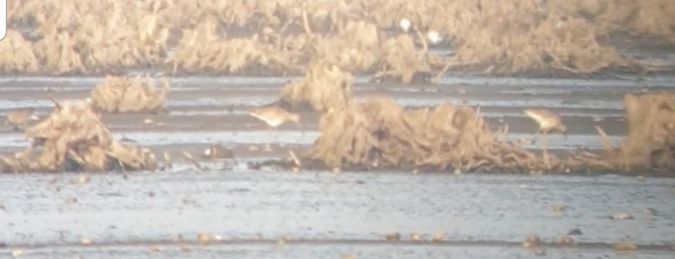 Eurasian Curlew  - Marcin Borowik
