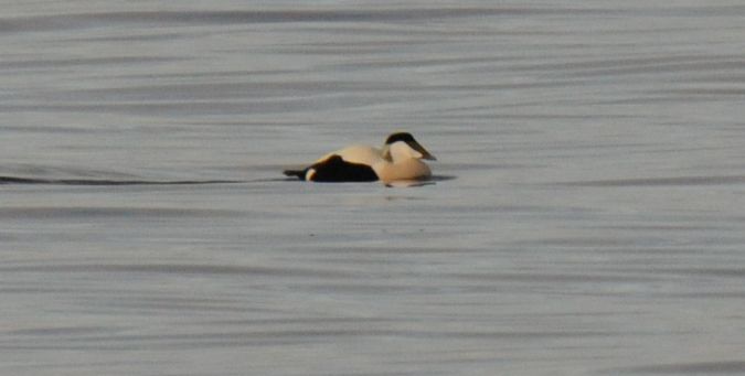 Eiderente  - Jarosław Stalenga