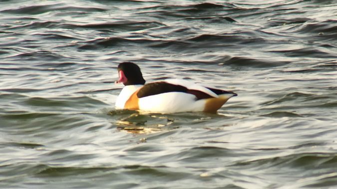 Brandgans  - Jarosław Stalenga