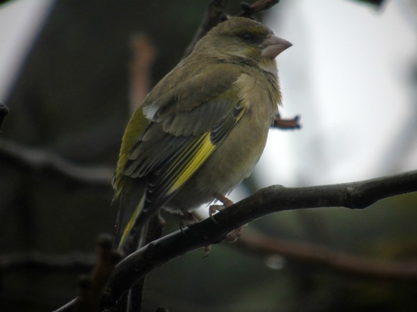Verdier d'Europe  - Andrzej Tarasiuk