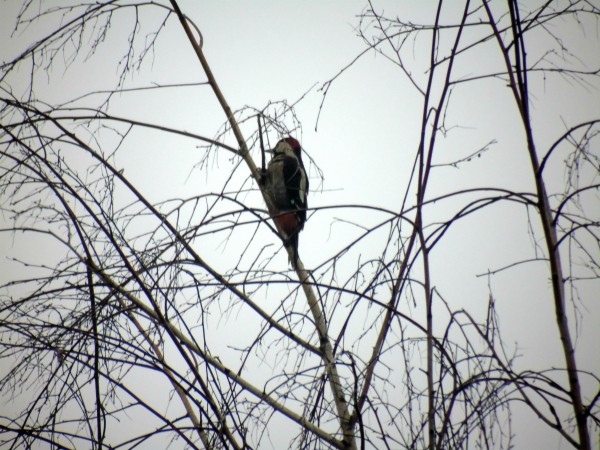 Blutspecht  - Andrzej Tarasiuk