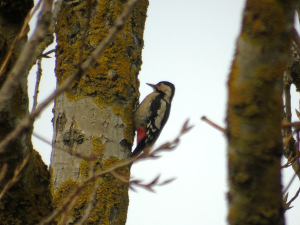 Blutspecht  - Andrzej Tarasiuk