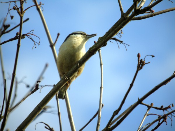 Kleiber  - Andrzej Tarasiuk