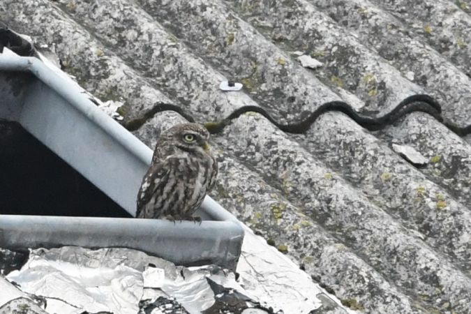 Steinkauz  - Marcin Sołowiej