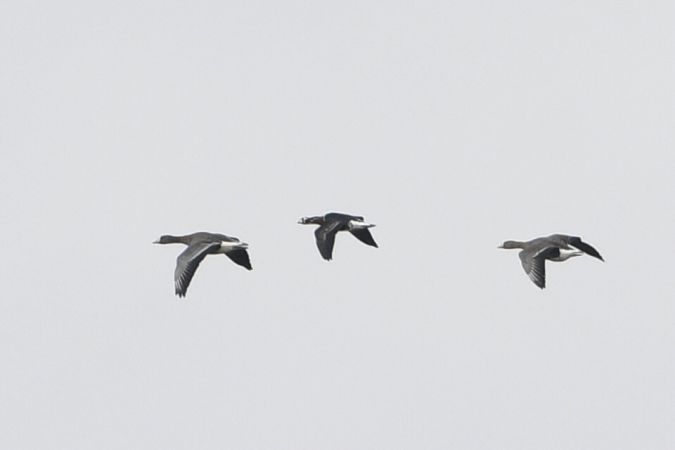 bernikla rdzawoszyja  - Marcin Sołowiej