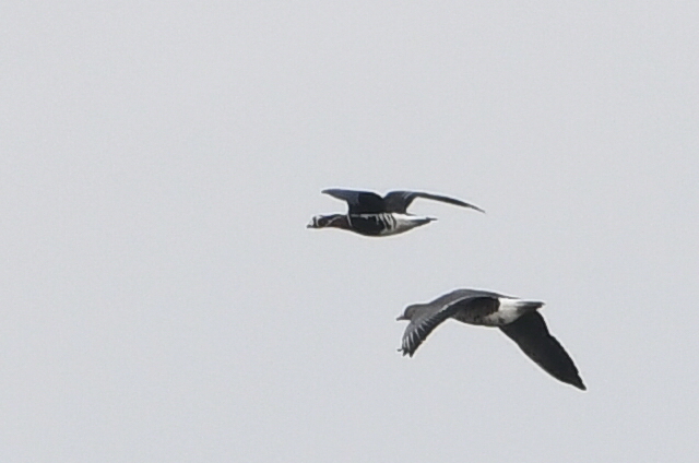 Bernache à cou roux  - Marcin Sołowiej