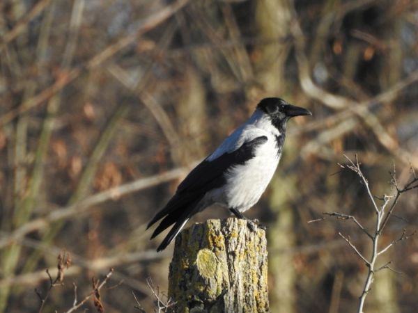 Nebelkrähe  - Marta Ilkowska Nowak