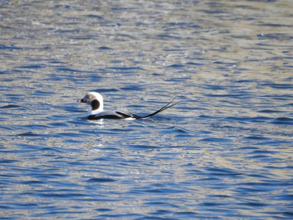 Eisente  - Marta Ilkowska Nowak