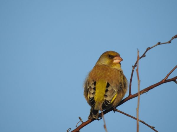 dzwoniec  - Marta Ilkowska Nowak