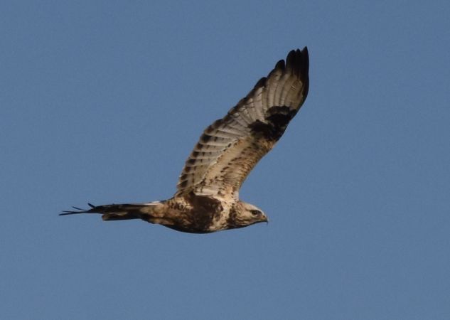 Rough-legged Buzzard  - Hanna Żelichowska