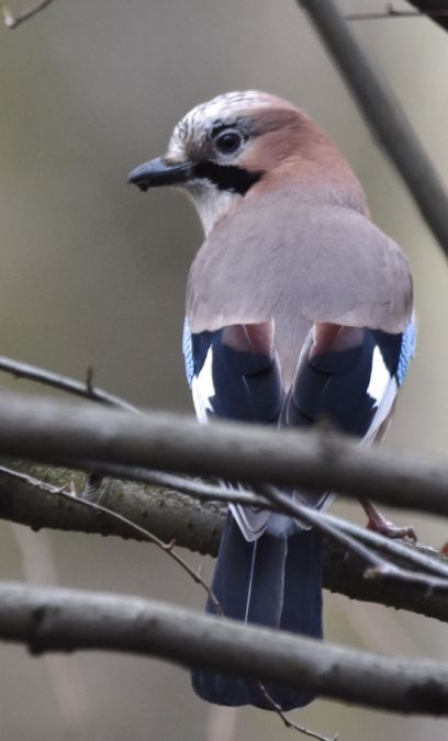 sójka  - Hanna Żelichowska