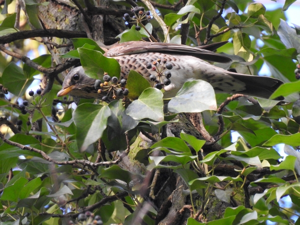 Wacholderdrossel  - Amanda Zinkow