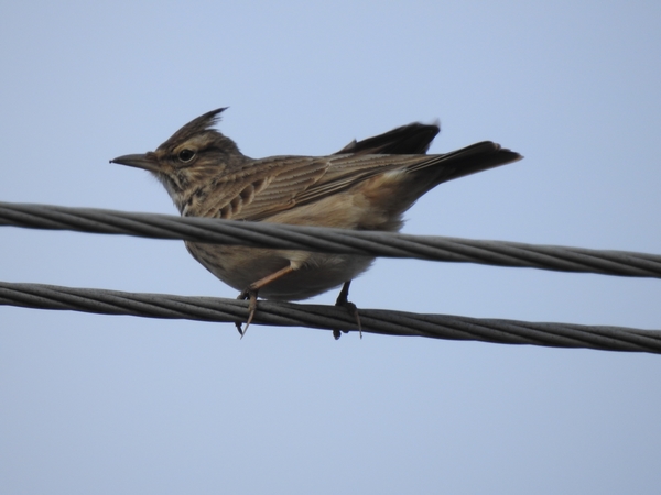 Haubenlerche  - Amanda Zinkow
