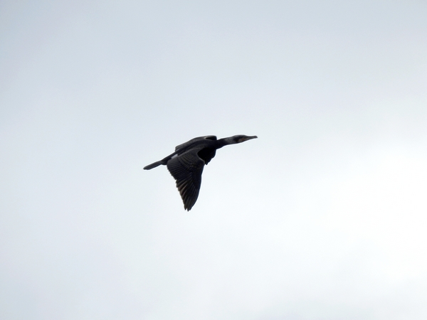 Kormoran  - Amanda Zinkow