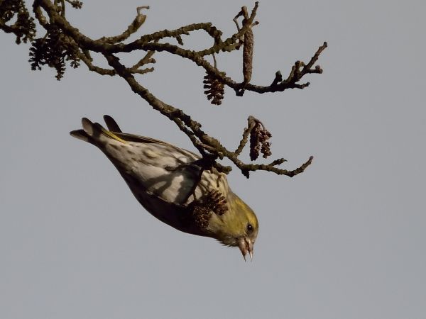 Eurasian Siskin 