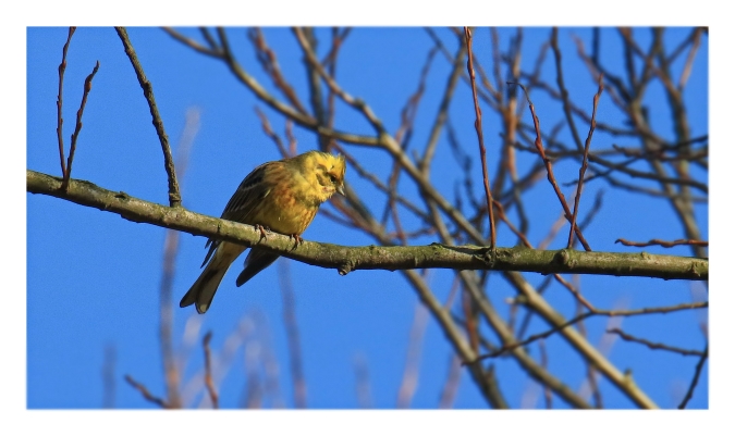 Bruant jaune 