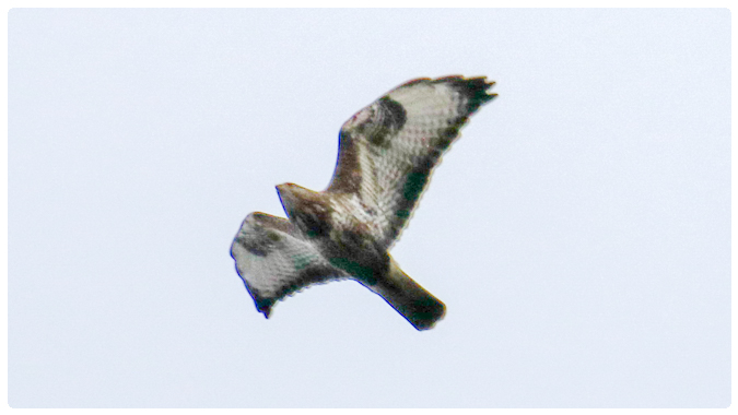 Common Buzzard 