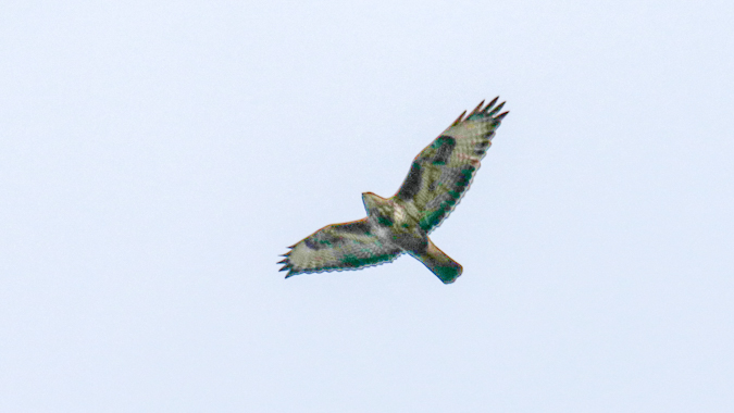 Buse variable 