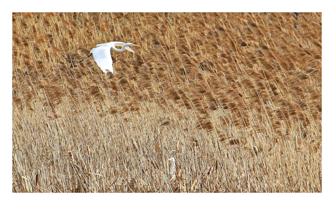 Great Egret 