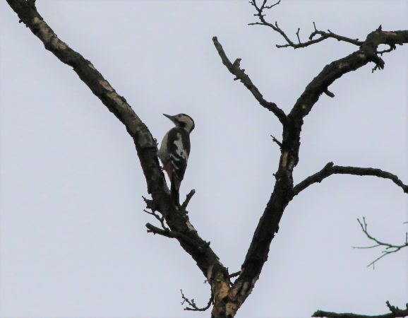 dzięcioł białoszyi  - Łukasz Janocha