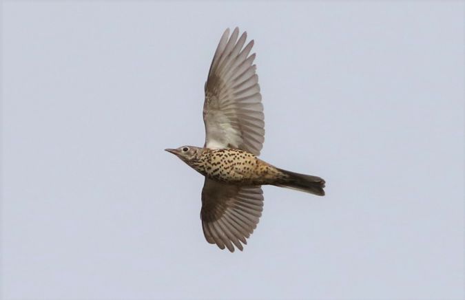 paszkot  - Łukasz Janocha