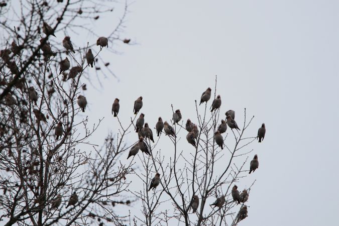 Seidenschwanz  - Mariusz Zub