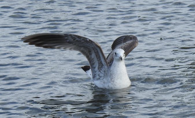 Common Gull 