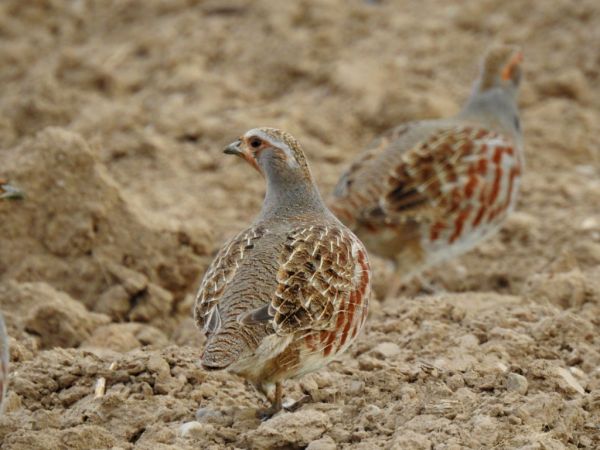 Perdrix grise  - Jarosław Słowikowski