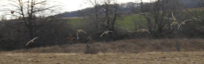 kuropatwa  - Jarosław Słowikowski