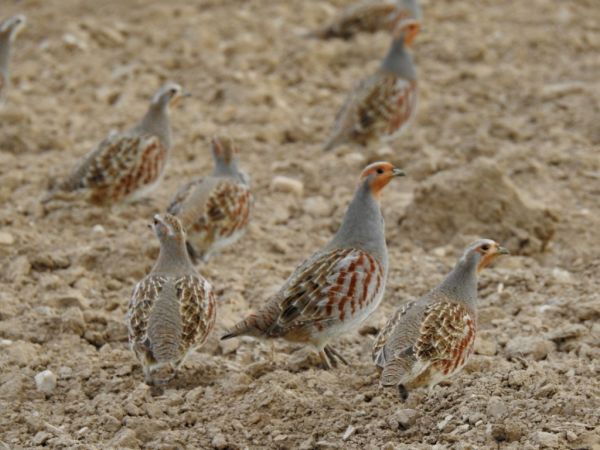 kuropatwa  - Jarosław Słowikowski