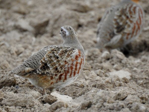 kuropatwa  - Jarosław Słowikowski