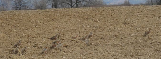 Perdrix grise  - Jarosław Słowikowski