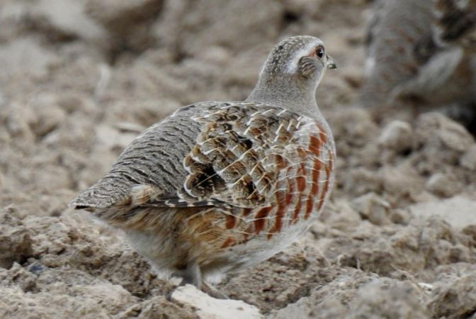 kuropatwa  - Jarosław Słowikowski