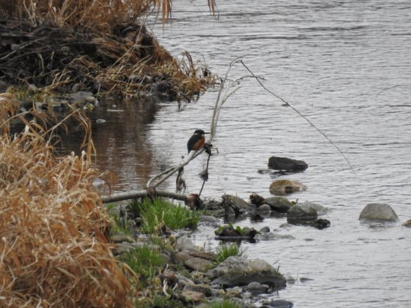 Eisvogel  - Jarosław Słowikowski