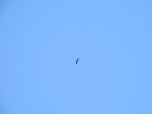 żuraw  - Jarosław Słowikowski