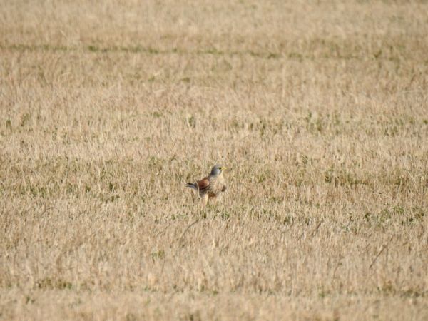 Turmfalke  - Jarosław Słowikowski