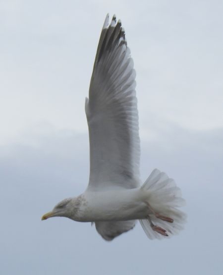 Goéland argenté  - Jarosław Słowikowski
