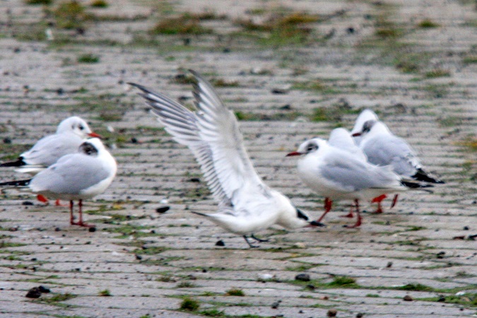 Brandseeschwalbe  - Krystian Jainta
