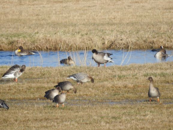 gęś krótkodzioba  - Teresa Jędrzejczak