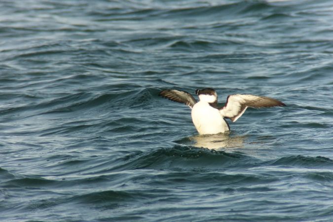 alka  - Jarosław Mydlak