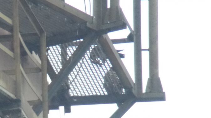 Faucon pèlerin  - Jarosław Mydlak