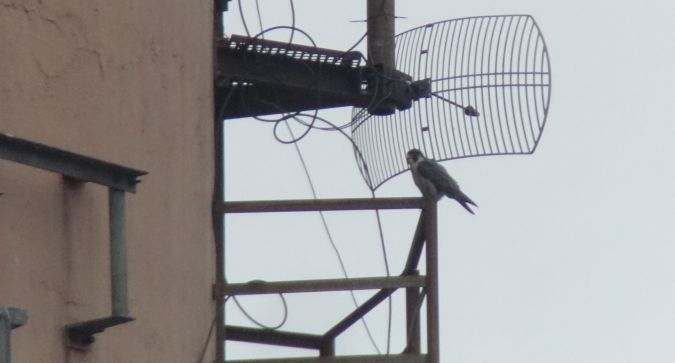 sokół wędrowny  - Jarosław Mydlak