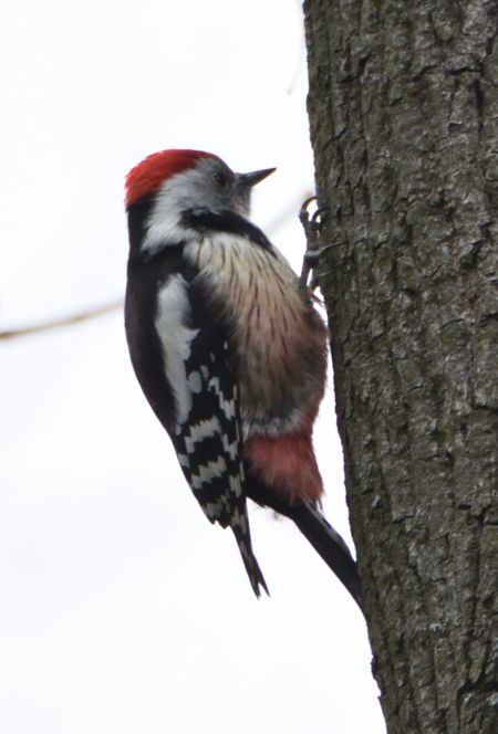 Mittelspecht  - Michał Włodarczyk