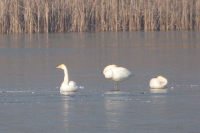 łabędź krzykliwy  - Mirosław Nowicki