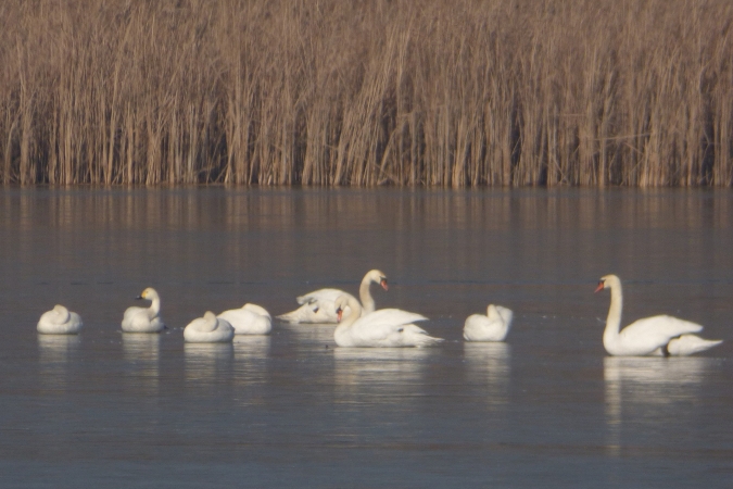 Zwergschwan  - Mirosław Nowicki
