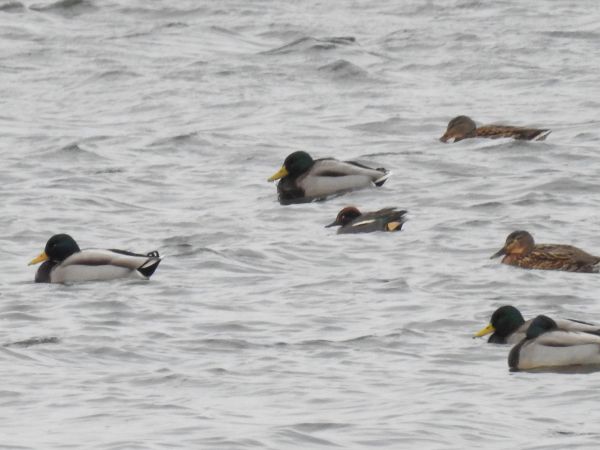 cyraneczka  - Ireneusz Fiedorowicz