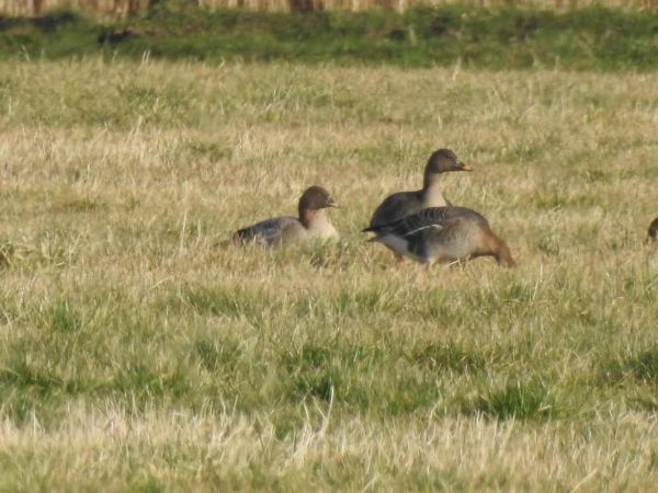 Oie à bec court  - Waldemar Okupniczak