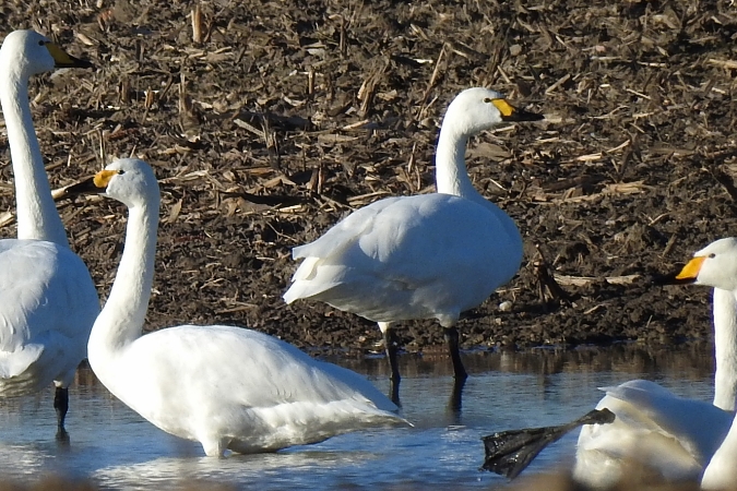 Zwergschwan  - Wiktor Kroker