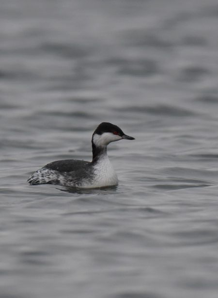 Ohrentaucher  - Grzegorz Grygoruk