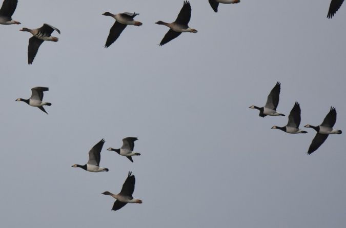 Barnacle Goose  - Grzegorz Grygoruk
